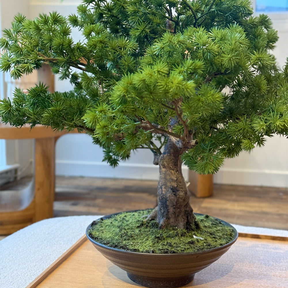 Bonsai tree