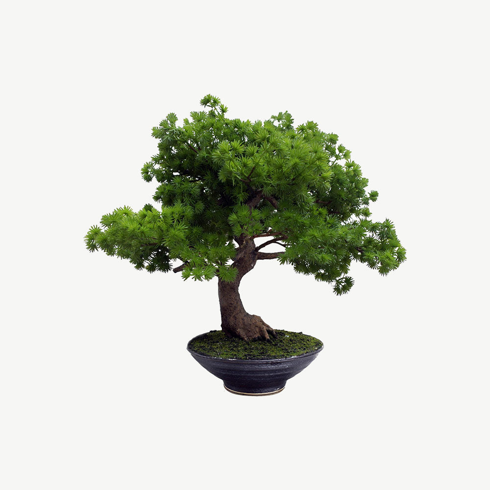 Bonsai tree